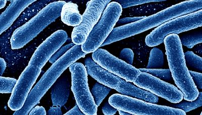 Hunt for source of E. coli outbreak in food chain after 37 people hospitalised