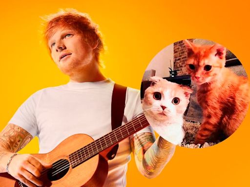 Calippo y Dorito, los famosos gatos de Ed Sheeran que son furor en las redes sociales