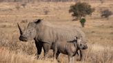 Video of Rhino Sweetly Introducing Her Baby Makes Us So Happy