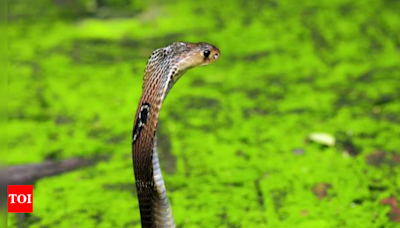 Common blood thinner can neutralize deadly cobra venom - Times of India