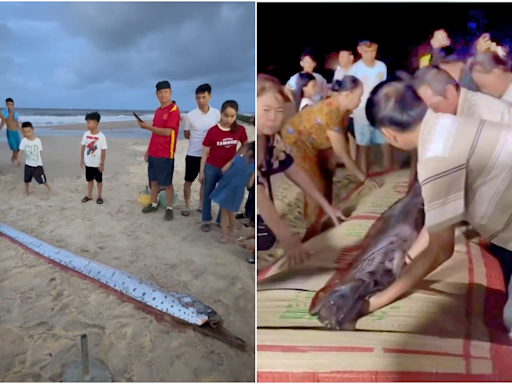 天災前兆？越南驚現「超大地震魚」身長4.5公尺 民眾搶圍觀