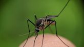 La provincia de Huelva, “desbordada” por una plaga de mosquitos