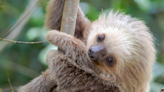 Video of Two Baby Sloths Meeting for the First Time Is Simply Irresistible