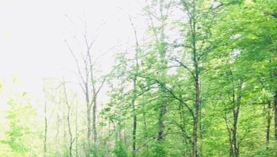 A Hiker's Path: Sandstone cliffs and towering hemlocks in Green's Bluff Nature Preserve