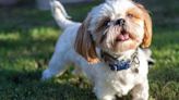 8 motivos para ter um cachorro da raça shih tzu