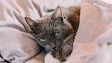32 tips for taking care of senior cats