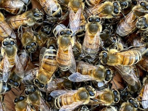 An Arizona golf course worker was killed by a swarm of bees while mowing in ‘tragic workplace accident’