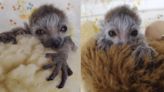Endangered crowned lemur born at Zoo Atlanta