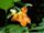 Impatiens capensis