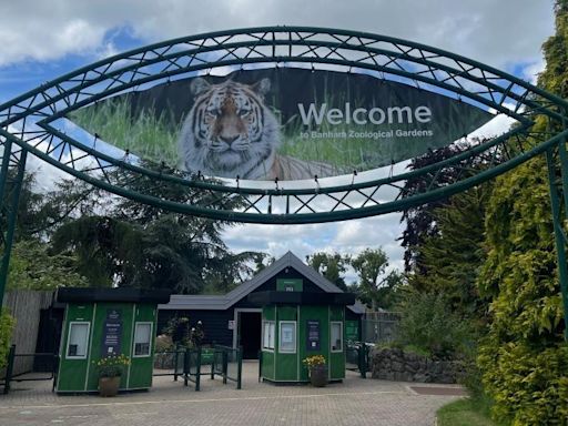 Snow leopard Aurora 'finding her feet' at new zoo