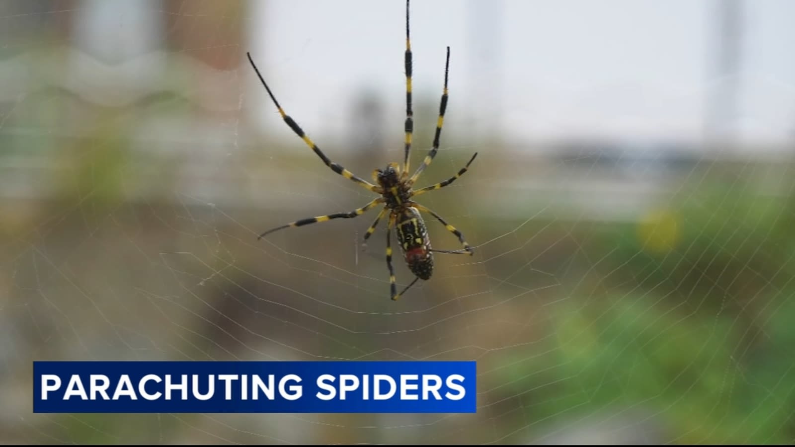 Giant, 'flying' Joro spiders spreading on the East Coast this summer: What to know