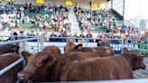 Remataron casi 400 novillos en la Exposición Rural de Palermo: cuál fue el precio que pagaron por kilo