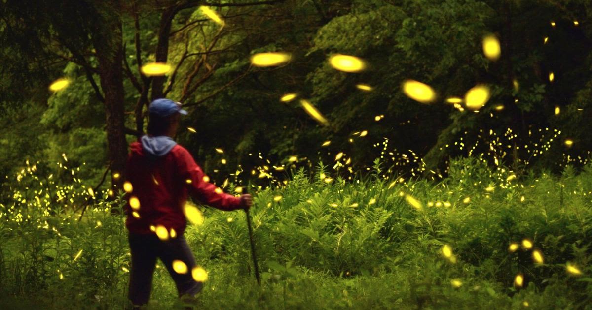 Where have all the fireflies gone in Lancaster County? [column]