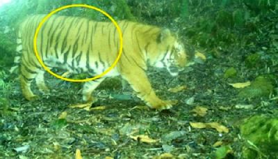 Caught on camera: Tiger makes 100 km arduous journey from Sikkim sanctuary to Bhutan