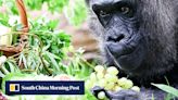 Berlin Zoo gorilla, believed to be world’s oldest, turns 67