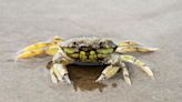 Green crabs have already invaded Washington's shorelines. Now they're heading to Alaska.