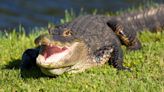 Diver pinned by an alligator figured he had choice. Lose his arm or lose his life