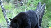 Mother bear euthanized, cubs sent to rehab facility after close encounters in Bartlett, N.H.