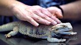 Bearded dragons linked to outbreak of salmonella infections, CDC says