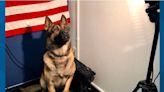 Jacksonville police K-9 Huk 'in good spirits' as he recovers after being shot 3 times