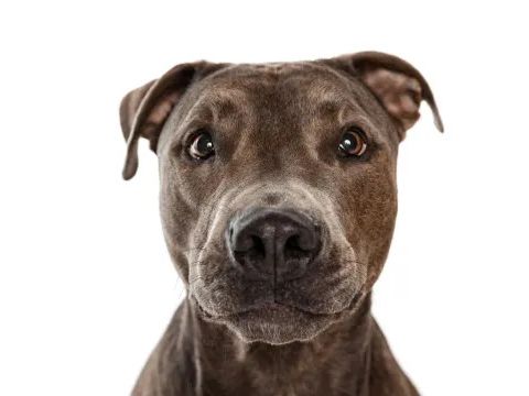 5 Types of Pit Bull Dog Breeds