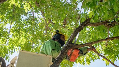 San Isidro impulsa un programa de forestación para plantar 10 mil árboles en todos los barrios