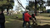 La Municipalidad explicó cómo se pide que planten árboles en los barrios de Santa Fe