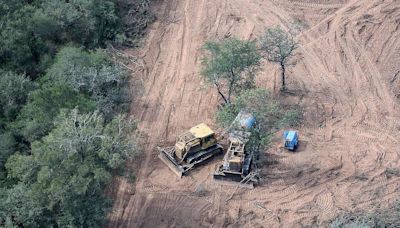 Denuncian que aumentaron los desmontes ilegales en el norte del país