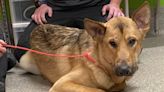 A German Shepherd arrived at the Kentucky Humane Society with a gunshot wound to the head. Now, he's found his 'furever home.'