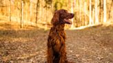 Handsome Irish Setter Shows Off His On-Point Fall Wardrobe