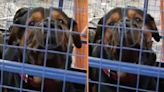 Rottweilers matan a bebé de 3 meses en San Juan de Lurigancho por descuido: Perros serán sacrificados