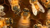 Unlocking secrets of the honeybee dance language – bees learn and culturally transmit their communication skills