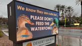 Las Vegas community split on duck issue in northwest valley neighborhood