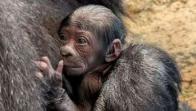Critically endangered baby western lowland gorilla born at Columbus Zoo