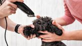 UK heatwave: Should I shave my pet’s fur in extreme temperatures?