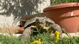 When you adopt a desert tortoise, prepare for a surprisingly social and zippy pet