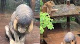 被趕出家門？非洲獅「小辛」淋雨罰站老婆冷眼 動物園揭牠低頭懺悔真相