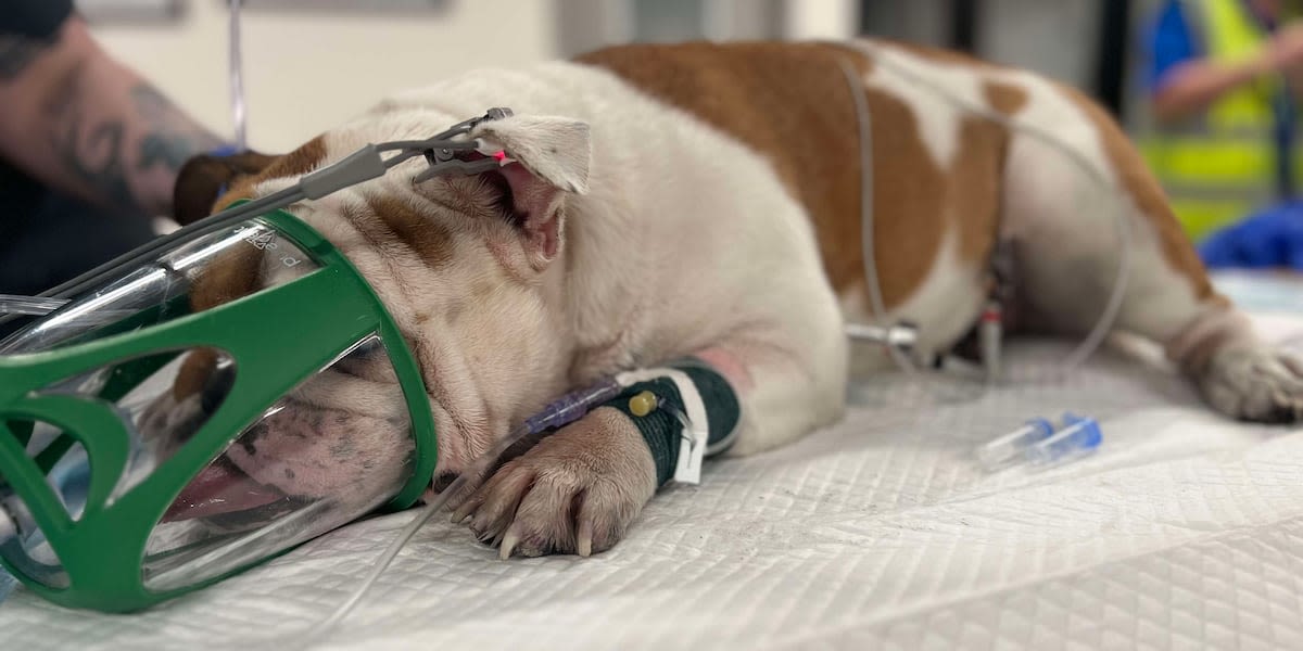 Las Vegas animal advocates offer reward for information on death of bulldog