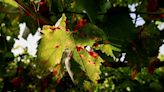 Fungus and May downpours ravage Italy's wine production