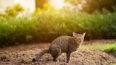 Simple methods to stop cats pooing in your garden that don't cause them any harm