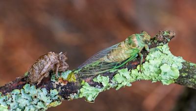 Cicadas: What Florida can expect to see from the 'great emergence' of 2024