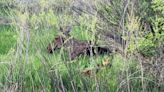 Baby moose gets startled and ends up swept away from mom. Then came the happy reunion