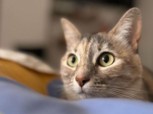 El Día Internacional del Gato también se celebra en Quito