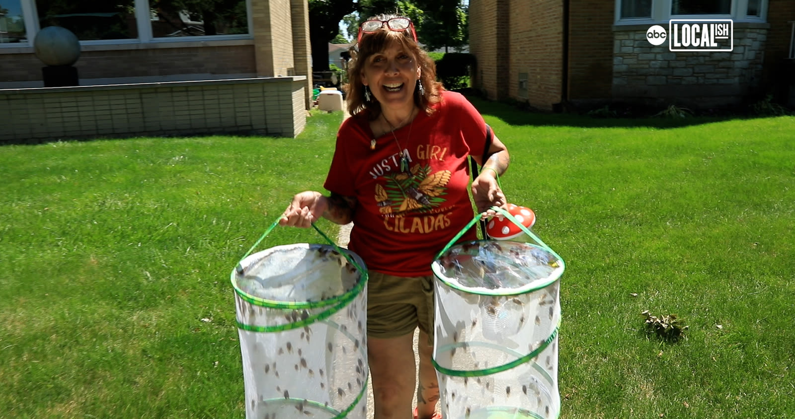 Illinois cicadas 2024: 'Cicada Lady' Bettina Sailer transfers thousands of cicadas to her North Aurora, IL home