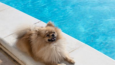 Pomeranians Attempt to ‘Attack the Pool’ and It’s Cracking Everybody Up