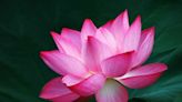 How to Grow Beautiful Lotus Flowers in Your Water Garden