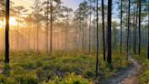 Florida's beauty and biodiversity is captured in a photography contest focused on conservation