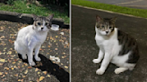 Petition for info on popular Ayer Rajah cat who died with horrific wounds