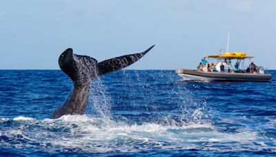 Aussie Surf Legend Narrowly Survives Collision with Whale