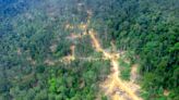 'Degraded' Tropical Forests Surprisingly Rich in Wildlife, Study Finds